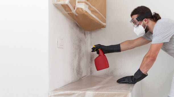 Professional Attic Mold Remediation technician working in Lakewood, IL